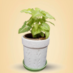 Syngonium Plant