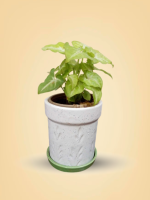 Syngonium Plant