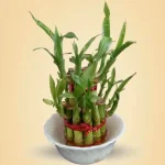 Lucky Bamboo Plant