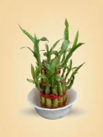 Lucky Bamboo Plant